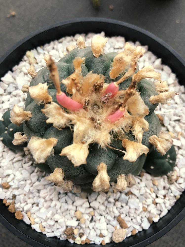 の画像 by だいすけさん | ロフォフォラ 鳥羽玉と多肉植物とサボテン科とロフォフォラ属と実がついた!とロホホラとLophophoraとタニラーと珍奇植物と赤い実とバルコニスト