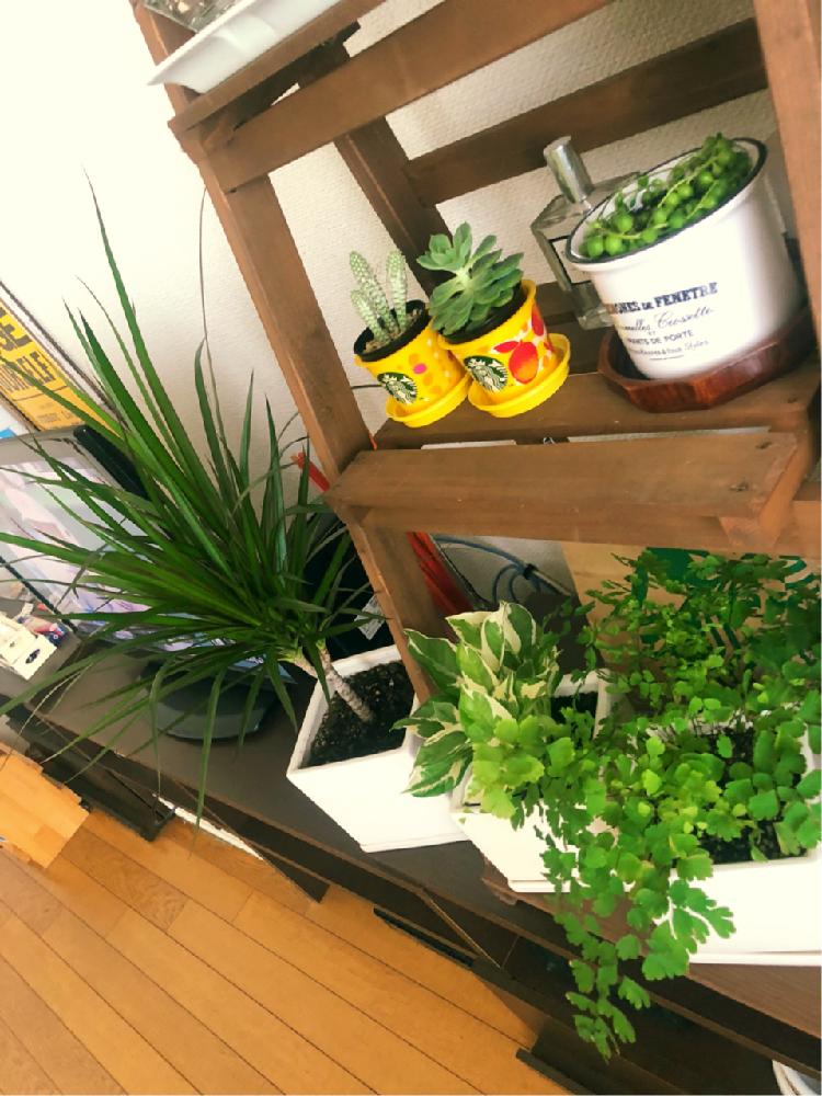 部屋の画像 by ミユキンソンさん | 部屋と多肉植物と観葉植物とエケベリア属 ノバジンと初心者とユーフォルビア白樺キリンとGS日和と仲間入り♡と100均アレンジ