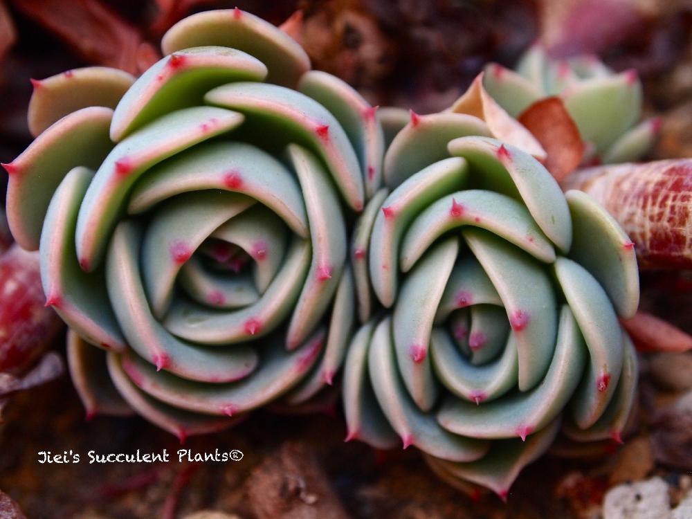 小さな庭の画像 by Jieiさん | 小さな庭とJiei's Succulent Plantsと多肉男子とボタニカルボーイとJiei's Garden Storyと植物男子とJiei's Garden®︎とGS映えとJiei's Decorationと今日の一枚とJiei's DesignとJiei's CollectionとBotanical Boy
