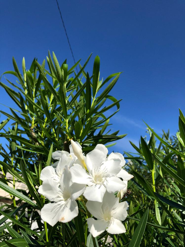 お出かけ先の画像 by こたまま♪さん | お出かけ先とキョウチクトウ科とお写ん歩とGS映えとGS日和と季節の花と今日の一枚と逗子マリーナと花のある暮らし