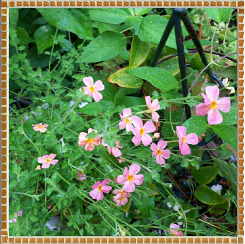 玄関の画像 by RIKAさん | 玄関とサンブリテニアアプリコットディーバとピンクの花と夏のお花と花のある暮らしと大好き♡︎ʾʾとかわいいな♡