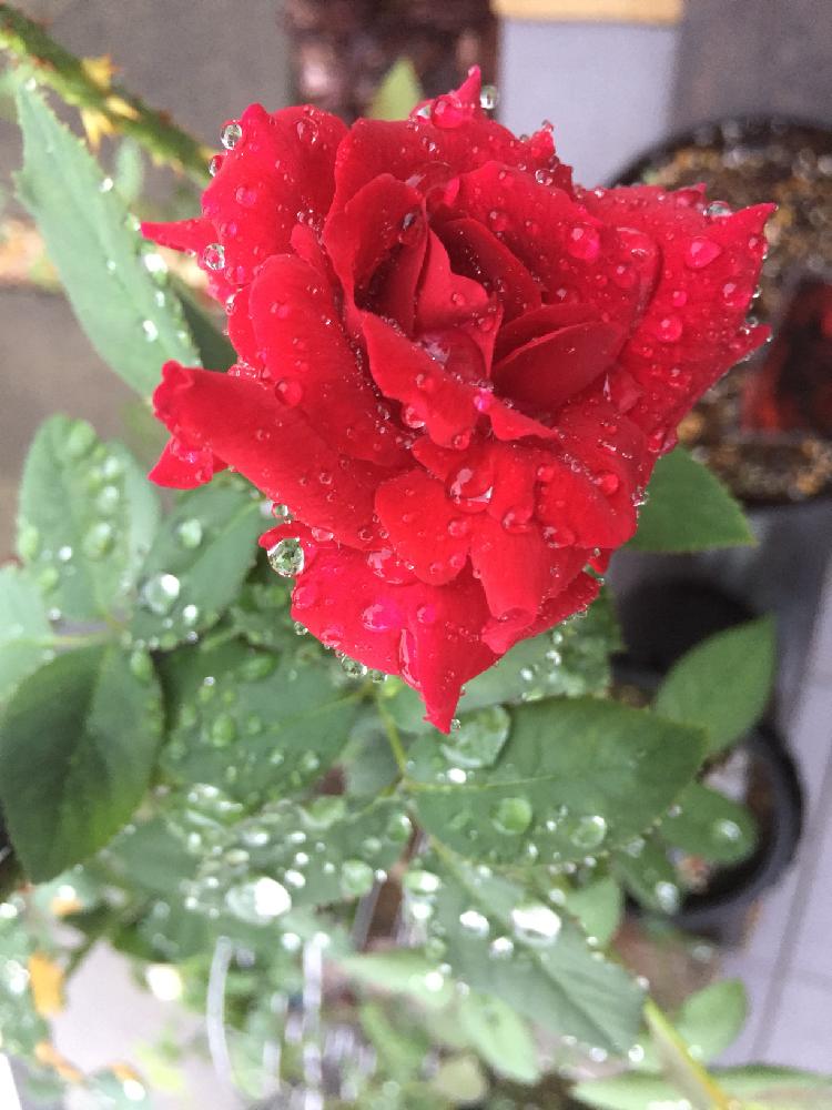 玄関の画像 by mahiro227さん | 玄関と夏の彩りと雨に輝くとばら バラ 薔薇と花のある暮らしと薔薇 黒真珠と私の小さなバラ園