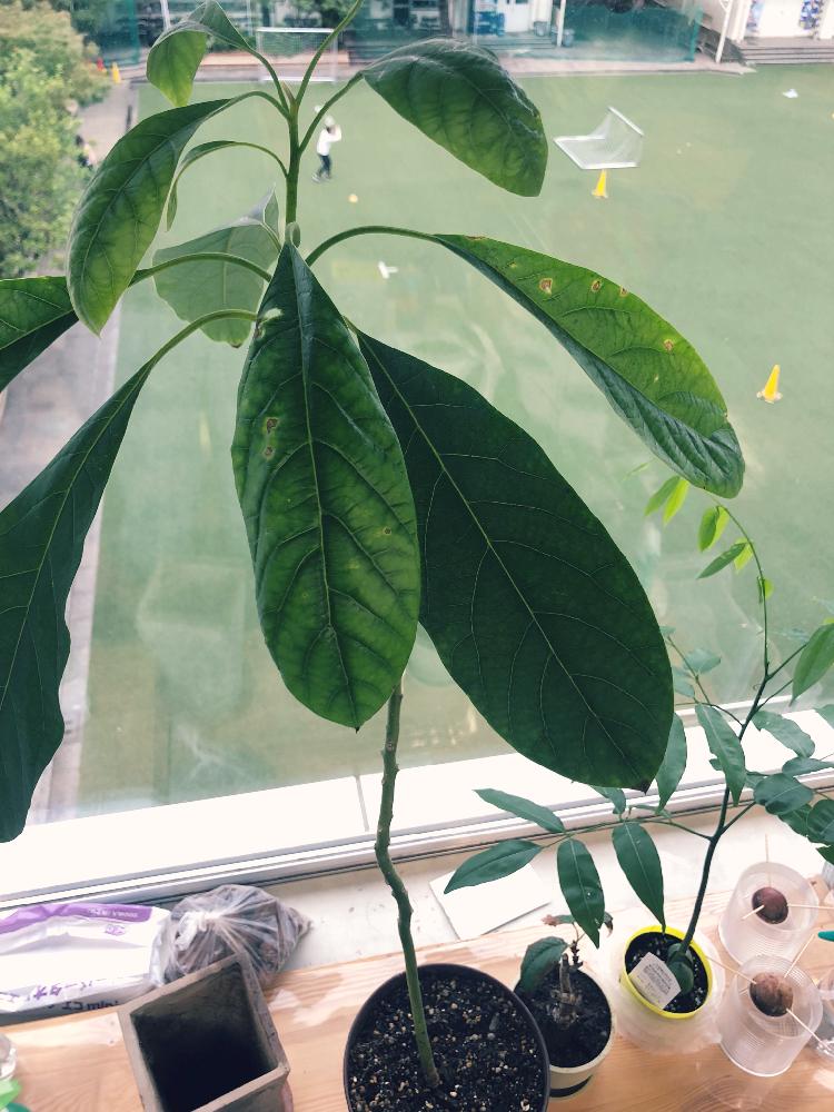 部屋の画像 by marineblueさん | 部屋とアボカド鉢植えとアボカドとavocadoとhass avocadoとアボカド 水栽培とアボカドの成長記録と育てるの楽しみとアボカド栽培と仕事場にてと観葉植物を楽しむとプチ家庭菜園