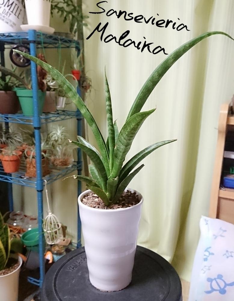 部屋の画像 by ねくさん | 部屋とサンスベリア マライカと観葉植物と サンスベリアとサンスベリア属と空気清浄樹と室内ジャングル化とインテリアグリーン