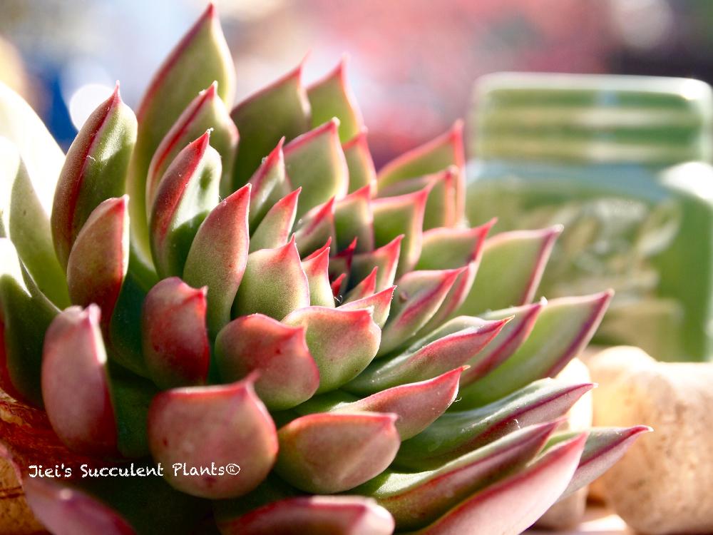 小さな庭の画像 by Jieiさん | 小さな庭とJiei's Succulent Plantsと多肉植物と多肉男子とボタニカルボーイと植物男子とJiei's Garden®︎とGS映えとJiei's FlowersとJiei's Decorationと今日の一枚とJiei's Designと暴れ多肉とJiei's Share Happiness®︎とBotanical Boy