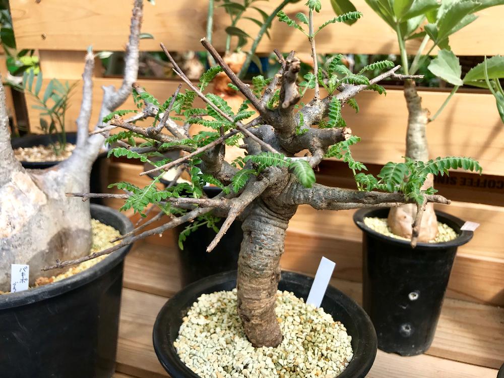 インテリアの画像 by Flower Villageさん | インテリアと多肉植物と観葉植物とボタニカルライフと園芸店とGS映えとGS日和と鷺沼とコーデックスと植中毒とカンラン科と塊根植物と観葉植物のある暮らしと珍奇植物と花のある暮らしとお花屋さんとボスウェリア ネグレクタとビザールプランツとインテリアグリーン