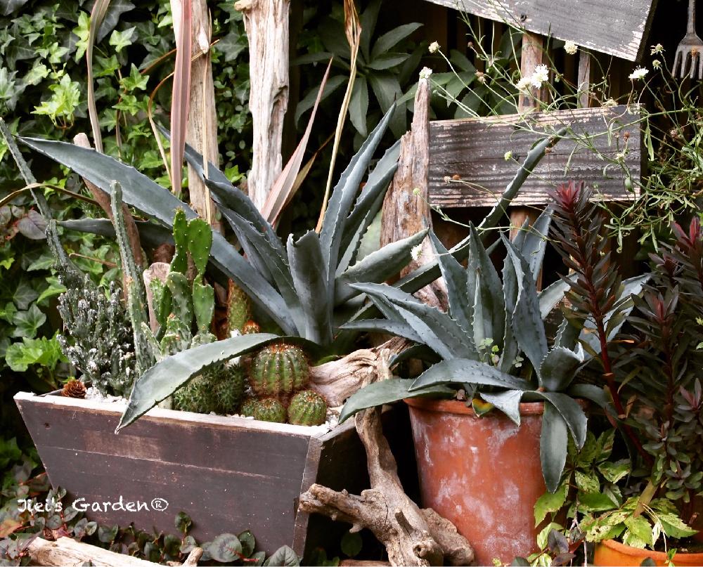 小さな庭の画像 by Jieiさん | 小さな庭とJiei's Succulent Plantsと多肉植物と多肉男子とボタニカルボーイとJiei's Garden Storyと植物男子とJiei's Garden®︎とJiei's Container GardenとGS映えとJiei's Decorationと植中毒と今日の一枚とJiei's DesignとContainer Gardenと男の寄せ植えとJiei's Share Happiness®︎とBotanical Boy