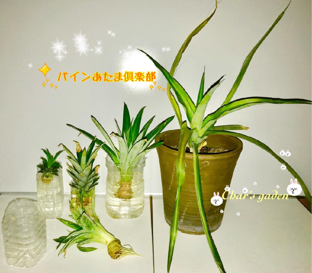バルコニー/ベランダの画像 by チャーさん | バルコニー/ベランダと季節を楽しむと季節の便りとチャーさんのアレンジ物語とチャーさんのリポートとチャーさんの 里山歩きとベランダ便りとチャーさんのベランダ便りとパイナップルクラウン挿しとパインあたま倶楽部