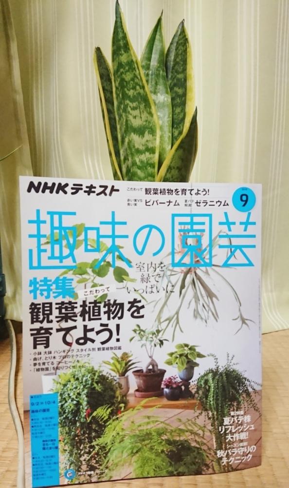 部屋の画像 by ねくさん | 部屋とサンスベリア スパーバと観葉植物と サンスベリアとサンスベリア属と空気清浄樹とインテリアグリーン