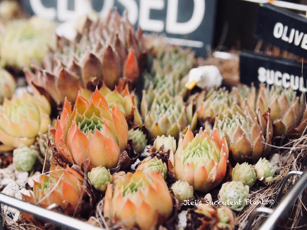 小さな庭の画像 by Jieiさん | 小さな庭とセンベルビウムとJiei's Succulent Plantsと多肉植物と多肉男子とボタニカルボーイとJiei's Garden Storyと植物男子とJiei's Garden®︎とわが家の多肉スペースとJiei's Container GardenとGS映えとJiei's Decorationと植中毒と今日の一枚とJiei's DesignとJiei's CollectionとContainer Gardenと男の寄せ植えと暴れ多肉とJiei's Share Happiness®︎とBotanical Boy