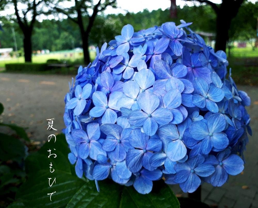 お出かけ先の画像 by hanamizukiさん | お出かけ先と紫陽花とアジサイとちょっと過去picと青い花と那須塩原と涼しげ