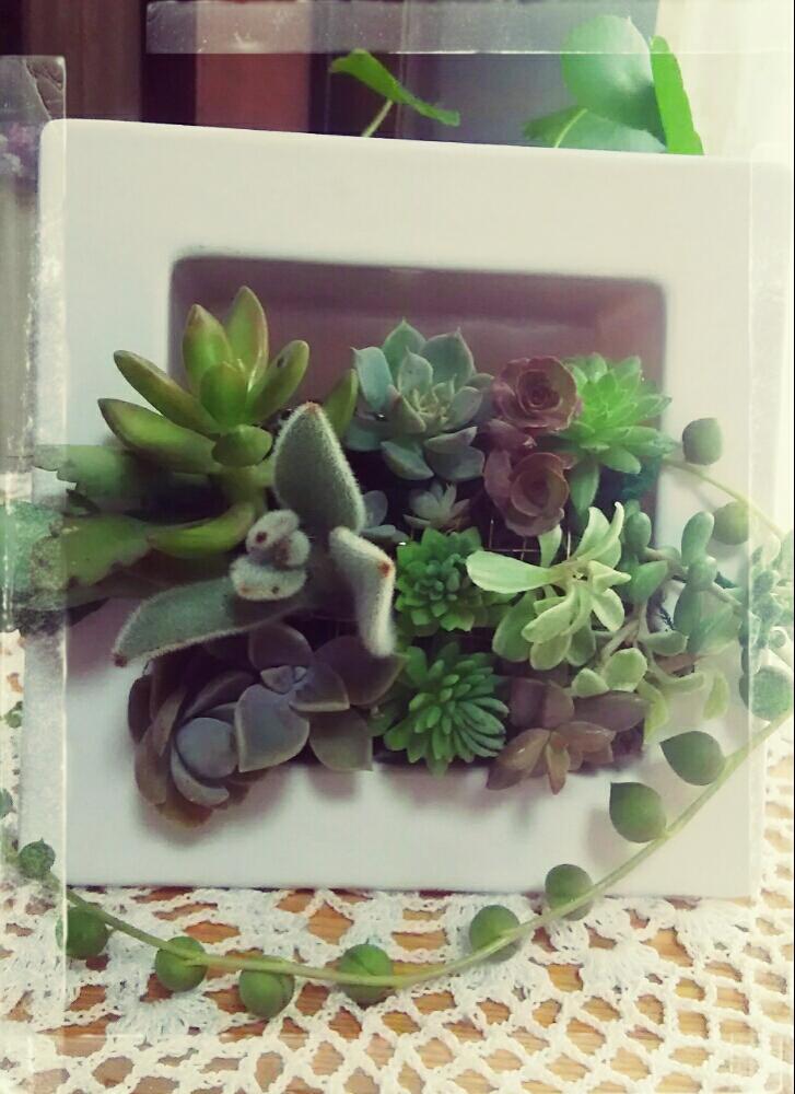 窓辺の画像 by ひかりーさん | 窓辺と小さなシアワセ❤︎と癒しの植物とプレゼント用と頑張れ♡えっこと額縁プランターとかわいい❤