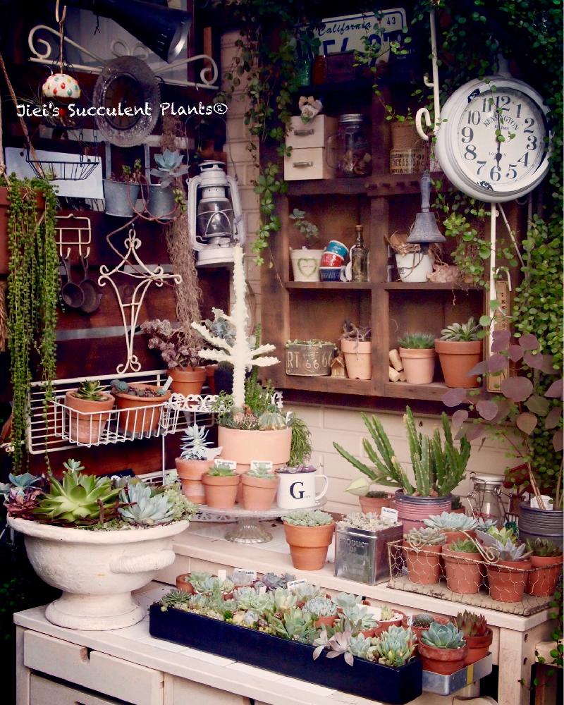 小さな庭の画像 by Jieiさん | 小さな庭とJiei's Succulent Plantsと多肉植物と多肉男子とボタニカルボーイとJiei's Garden Storyと植物男子とJiei's Garden®︎とわが家の多肉スペースとJiei's Container GardenとGS映えとJiei's Decorationと今日の一枚とJiei's DesignとJiei's CollectionとContainer Gardenと男の寄せ植えとJiei's Echeveria Collection®︎と暴れ多肉とJiei's Share Happiness®︎とBotanical Boy