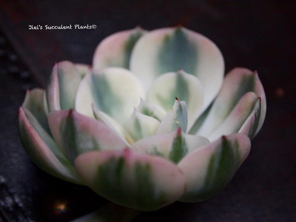 小さな庭の画像 by Jieiさん | 小さな庭とJiei's Succulent Plantsと多肉男子とボタニカルボーイとJiei's Garden Storyと植物男子とJiei's Garden®︎とGS映えとJiei's Decorationと今日の一枚とJiei's DesignとJiei's CollectionとJiei's Echeveria Collection®︎と珍奇植物とBotanical Boy