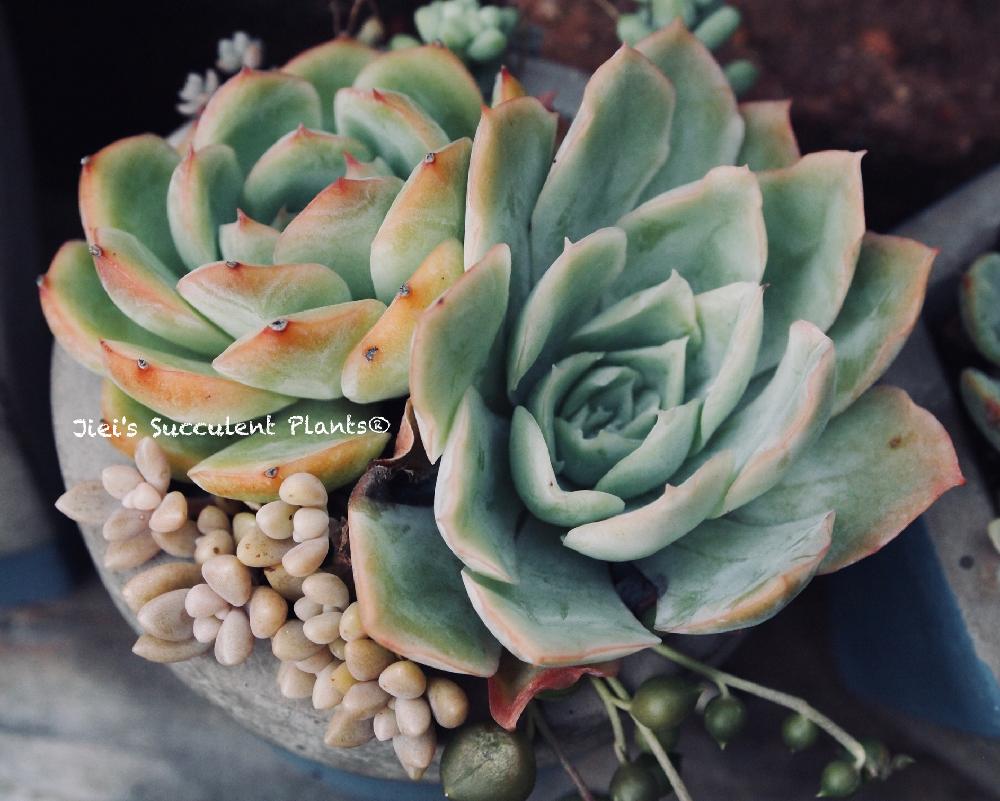 小さな庭の画像 by Jieiさん | 小さな庭とJiei's Succulent Plantsと多肉植物と多肉男子とボタニカルボーイとJiei's Garden Storyと植物男子とJiei's Garden®︎とわが家の多肉スペースとJiei's Container GardenとGS映えとJiei's Decorationと今日の一枚とJiei's DesignとJiei's CollectionとContainer Gardenと男の寄せ植えとJiei's Echeveria Collection®︎と暴れ多肉とJiei's Share Happiness®︎とBotanical Boy