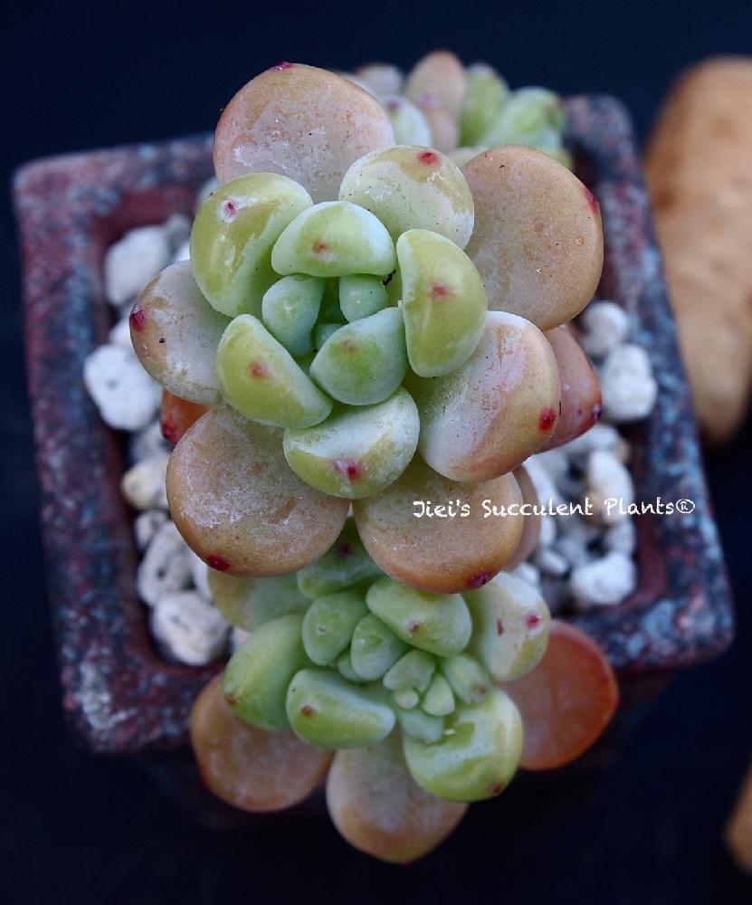 小さな庭の画像 by Jieiさん | 小さな庭とJiei's Succulent Plantsと多肉植物と多肉男子とボタニカルボーイとJiei's Garden Storyと植物男子とJiei's Garden®︎とわが家の多肉スペースとGS映えとJiei's Decorationと今日の一枚とJiei's DesignとJiei's CollectionとBotanical Boy