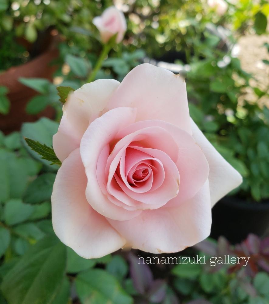 の画像 by hanamizukiさん | セイレーンとばら バラ 薔薇と薔薇♪とバラ・ミニバラと薔薇あどとありがとう♡