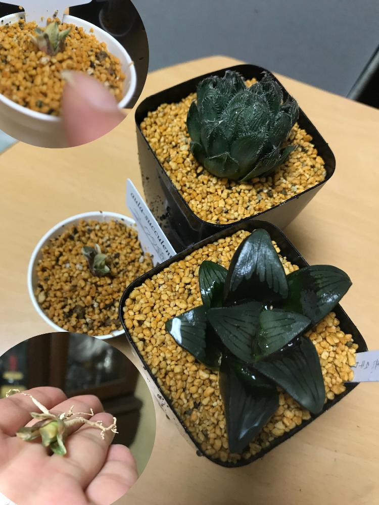 の画像 by mamaだJさん | 黒ムチカと白うさぎ×べヌスタとコレクタ錦と多肉植物とハオルチア属と脳内多肉畑とまた29狩りました…と錦萌え♡とHaworthia:ハオルチア/ハオルシアと大きいのがお好き♡とエンゲイ係数高めと( ゚д゚)セクスィ…♡番長と広島タニラーとタニラーとジュテーム(`L_` )連合とハオルチア(ハオルシア)女子と山口タニラーともぉ29狩りません…と耐えて忍ぶ夏2018とひとりハオ祭り♛といでよ!神龍!(求:極上斑)とマクロ撮影必須苗