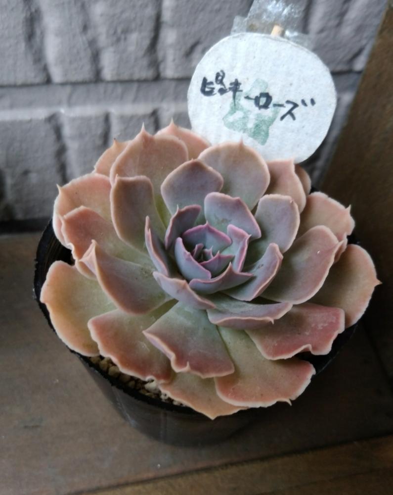 棚の画像 by daasamaさん | 棚と多肉植物とお迎え多肉とグリーンテラス葉山とピンキーローズと夏多肉!と大和高原多肉と東への旅