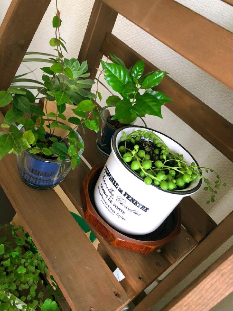 部屋の画像 by ミユキンソンさん | 部屋とグリーンネックレスとコーヒーの木とハツユキカズラ。と多肉植物と観葉植物とエケベリア属 ノバジンと初心者とハイドロカルチャー