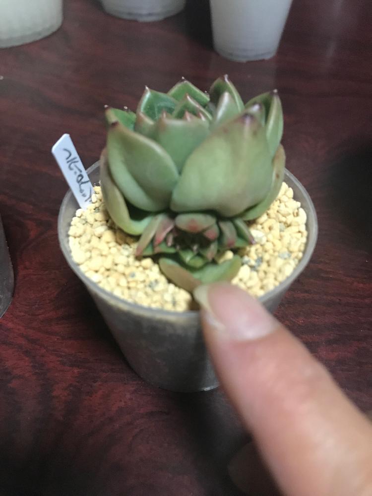 の画像 by mamaだJさん | レッドクロニクルと多肉植物とまさか…綴化!?と脳内多肉畑とまた29狩りました…とエンゲイ係数高めと( ゚д゚)セクスィ…♡番長と広島タニラーとエケベリア女子とエケベリア属とジュテーム(`L_` )連合と山口タニラーともぉ29狩りません…と多肉植物 エケベリアと耐えて忍ぶ夏2018