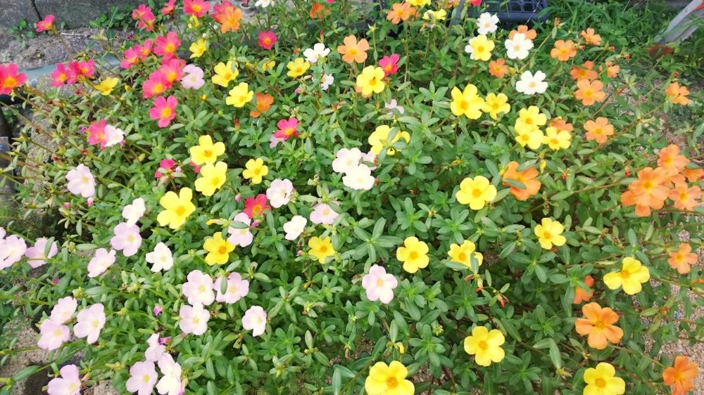 窓辺の画像 by のぶりんさん | 窓辺と多肉質の葉っぱとボタニカルライフと夏の花と淡いピンクの花とタニラーと軒下と赤い花と花のある暮らしと白い花とみずみずしいグリーンとグランドカバーと地植