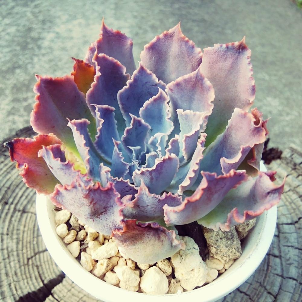 テラスの画像 by CCCRスキさん | テラスと多肉とネオンブレーカーズと多肉植物と無修正と癒し…と植中毒とエケベリア属と多肉植物とサボテンとしあわせ♡とタニラーとネオンブレーカーズ☆と花のある暮らしとエケベリア属 ネオンブレーカーズ