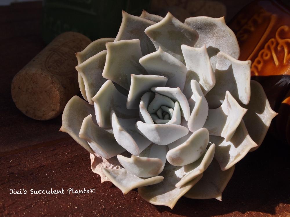 小さな庭の画像 by Jieiさん | 小さな庭とJiei's Succulent Plantsと多肉植物と多肉男子とボタニカルボーイとJiei's Garden Storyと植物男子とJiei's Garden®︎とGS映えとJiei's Decorationと植中毒と今日の一枚とJiei's DesignとJiei's CollectionとJiei's Echeveria Collection®︎とJiei's Share Happiness®︎とBotanical Boy