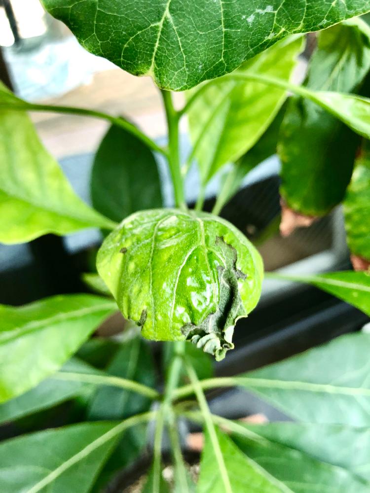バルコニー/ベランダの画像 by marineblueさん | バルコニー/ベランダとアボカドとavocadoとhass avocadoとアボカド鉢植えと若葉とアボカド栽培と猛暑とGS日和と難しいと家庭菜園奮闘日記とアボカドの成長記録とバルコニスト