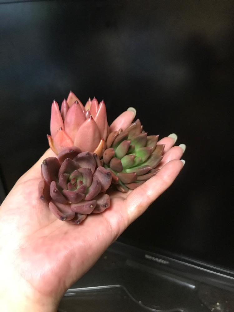 の画像 by mamaだJさん | ドナ×レッドエボニーとハニーピンクとレッドシリウスと多肉植物と脳内多肉畑とまた29狩りました…とエンゲイ係数高めとタマランデスヨネと( ゚д゚)セクスィ…♡番長と広島タニラーとエケベリア女子とエケベリア属とタニラーとジュテーム(`L_` )連合と山口タニラーともぉ29狩りません…と多肉植物 エケベリアと耐えて忍ぶ夏2018