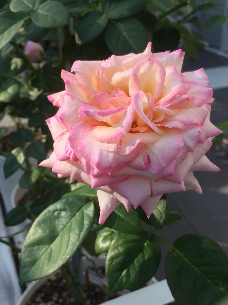 玄関の画像 by mahiro227さん | 玄関と夏の彩りと薔薇・ピースとばら バラ 薔薇と薔薇と暮らすと花のある暮らしと私の小さなバラ園