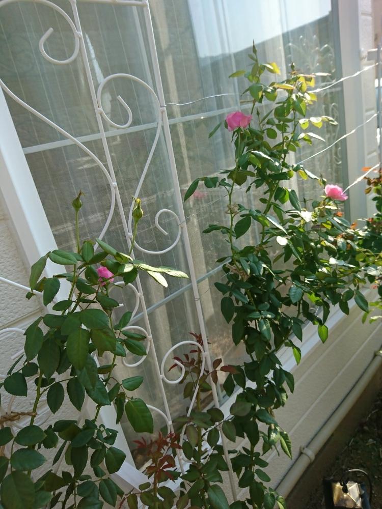 小さな庭の画像 by さば*さん | 小さな庭とばら バラ 薔薇と薔薇パレードとバラ パレードと花のある暮らしとバラ・ミニバラ