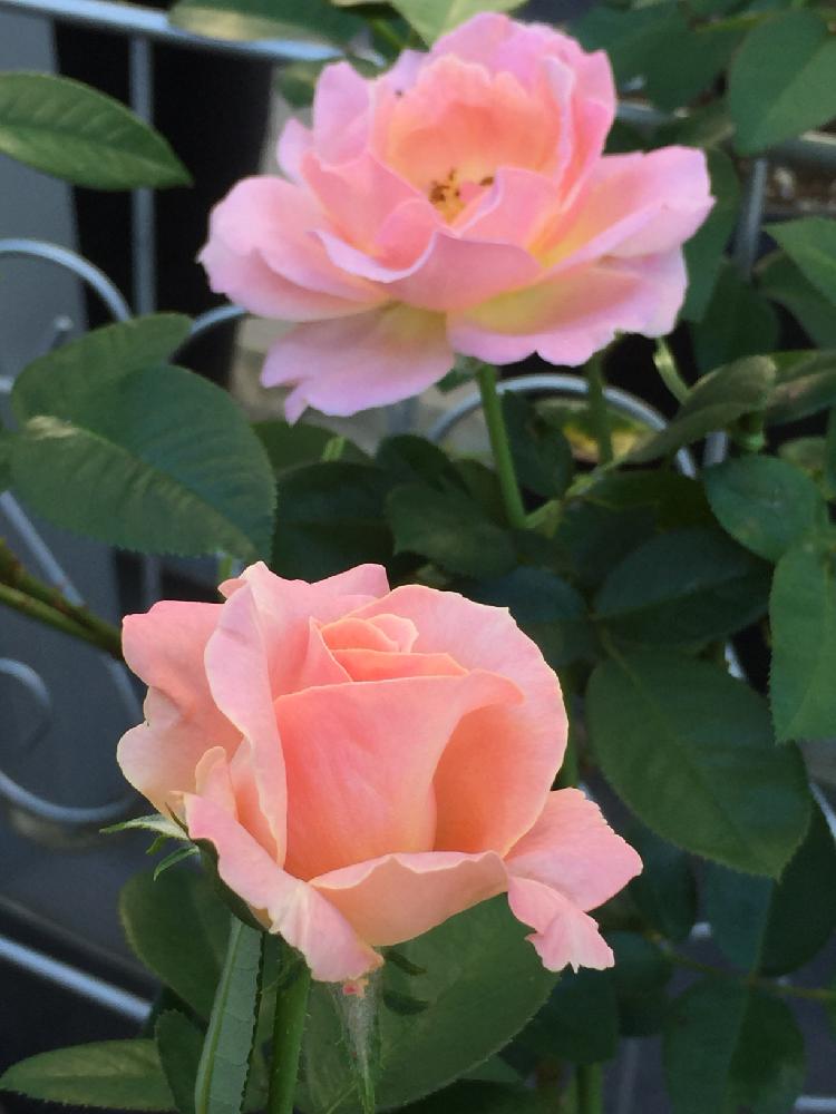 玄関の画像 by mahiro227さん | 玄関と夏の彩りとばら バラ 薔薇と薔薇 エルと薔薇と暮らすと花のある暮らしと私の小さなバラ園