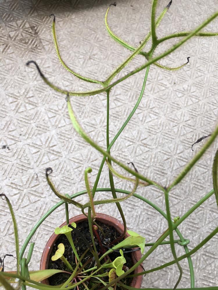 バルコニー/ベランダの画像 by コウさん | バルコニー/ベランダと食虫植物と食虫植物 モウセンゴケと駄温鉢と植中毒とモウセンゴケ類と不思議とヨツマタモウセンゴケと珍奇植物とモウセンゴケ属と食虫植物広め隊とバルコニスト