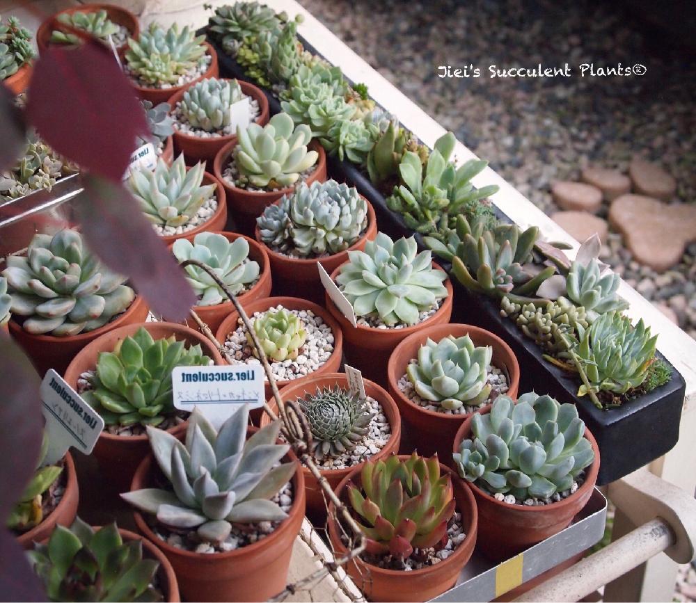 小さな庭の画像 by Jieiさん | 小さな庭とJiei's Succulent Plantsと多肉植物と多肉男子とボタニカルボーイとJiei's Garden Storyと植物男子とJiei's Garden®︎とわが家の多肉スペースとJiei's Container GardenとGS映えとJiei's Decorationと植中毒と今日の一枚とJiei's DesignとJiei's Collectionと男の寄せ植えとJiei's Echeveria Collection®︎と珍奇植物とJiei's Share Happiness®︎とBotanical Boy