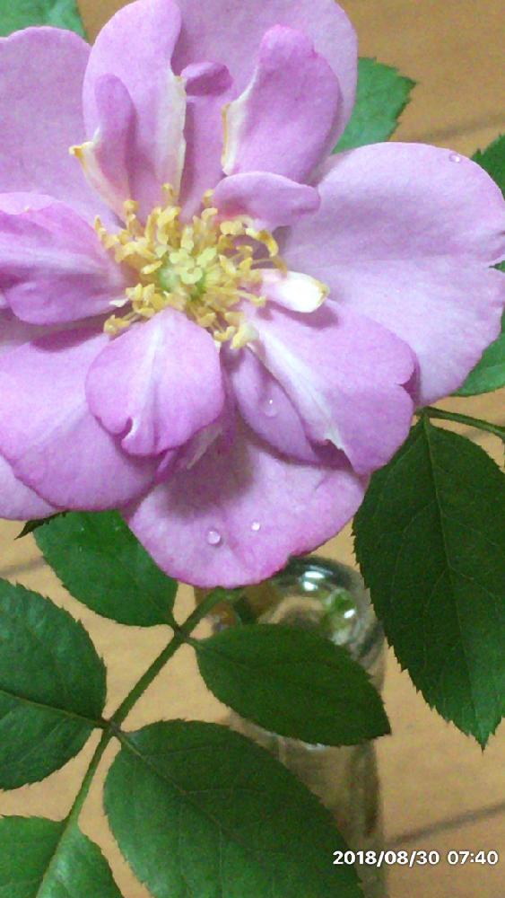 小さな庭の画像 by 花が好きさん | 小さな庭と薔薇とブルーリバーといつも笑顔で〜〜♡と良い香りの薔薇♡と薔薇愛同盟とありがとう♡と花のある世界♡ととても癒される♡と今日も頑張ろう❣️とガーデニングと薔薇が好きです♡と花のある暮らしと花が好きです♡♡♡と可愛いね♡