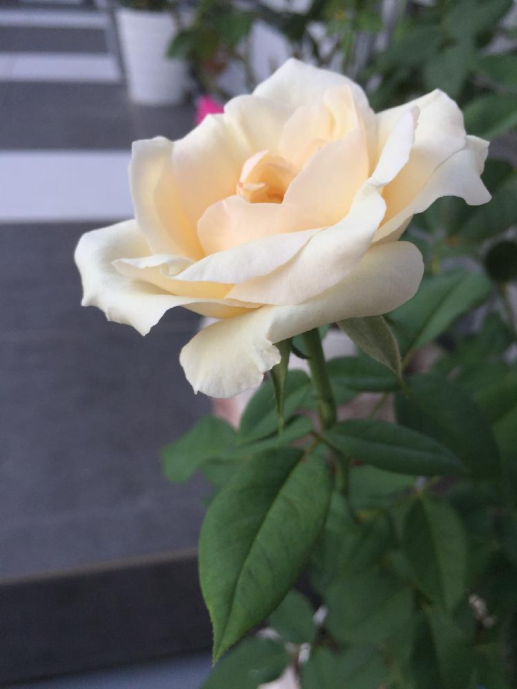 玄関の画像 by mahiro227さん | 玄関と夏の彩りとばら バラ 薔薇と薔薇と暮らすと薔薇 ・ホワイトクリスマスと花のある暮らしと私の小さなバラ園