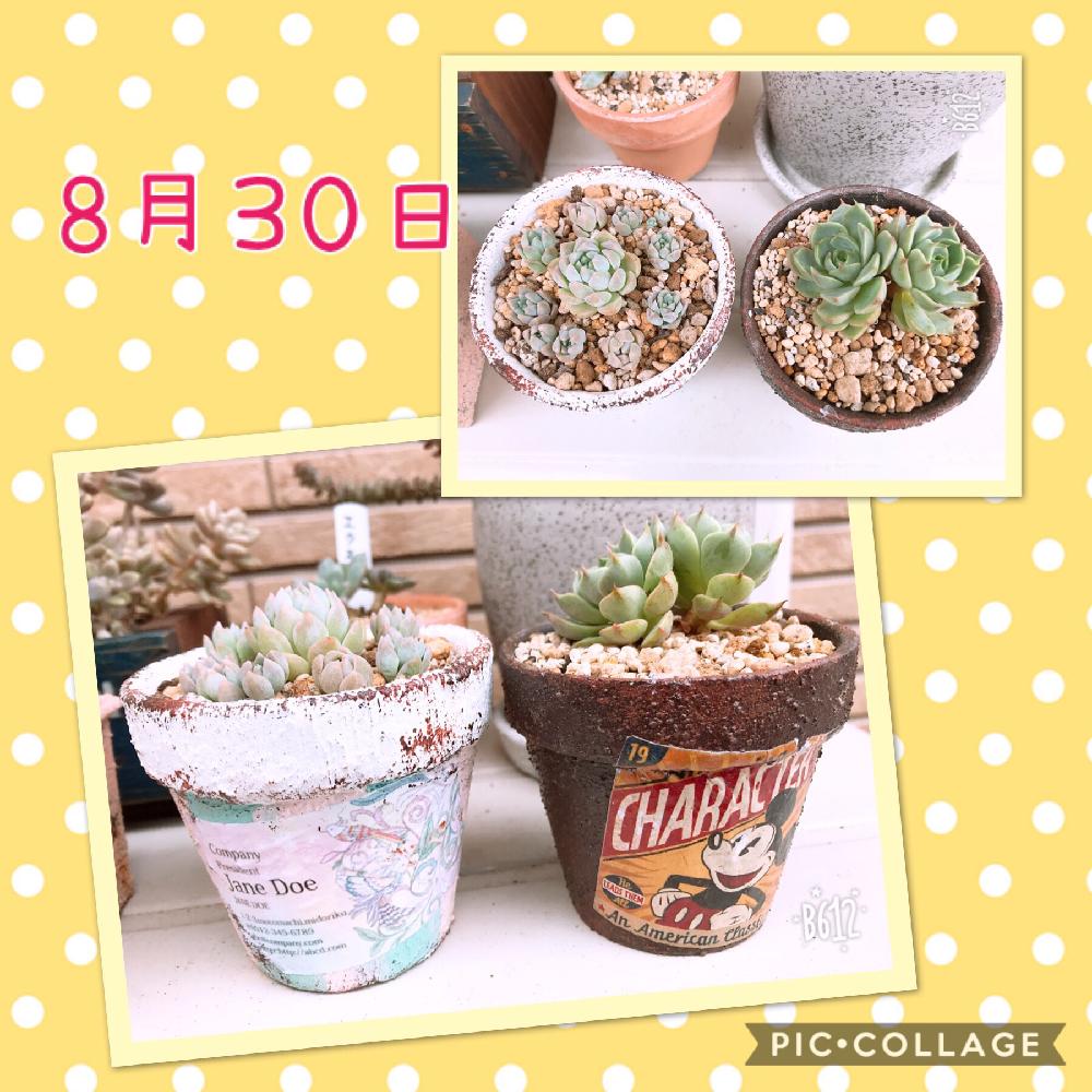 小さな庭の画像 by あいさん | 小さな庭と多肉植物とHTCと多肉は癒しとベンバディス。と プロリフェラと多肉女子とリメ缶・リメ鉢とタニラーと可愛いとまゆみちゃん素敵便とHTC no.186