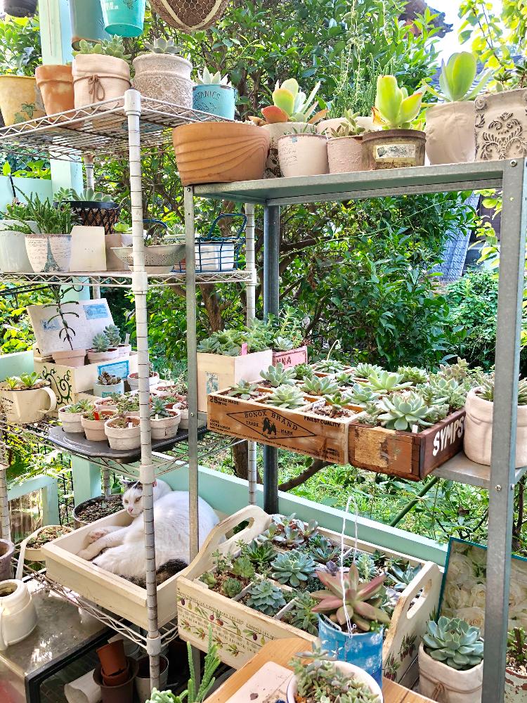 小さな庭の画像 by ねこぐるみさん | 小さな庭と多肉植物とマイ・コレクションとリメ缶とわが家の多肉スペースと植中毒と今日の一枚と雑貨とコラボしてと多肉ボックスとエケベリア女子と多肉女子と素敵鉢とタニラーとナチュラルスタイルとガーデニングとパーテーションボックスとアウトドアリビング
