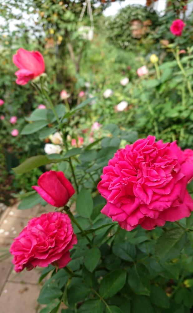 小さな庭の画像 by YUMIKOさん | 小さな庭とスマホ撮影と大好き❣️と薔薇愛同盟と2018 Yumiko's garden薔薇と花が好き❤と薔薇に魅せられてとエンドレス剪定とレッドエレガンス バラときれいと植中毒と薔薇が好き❤と鉢植えと花のある暮らし