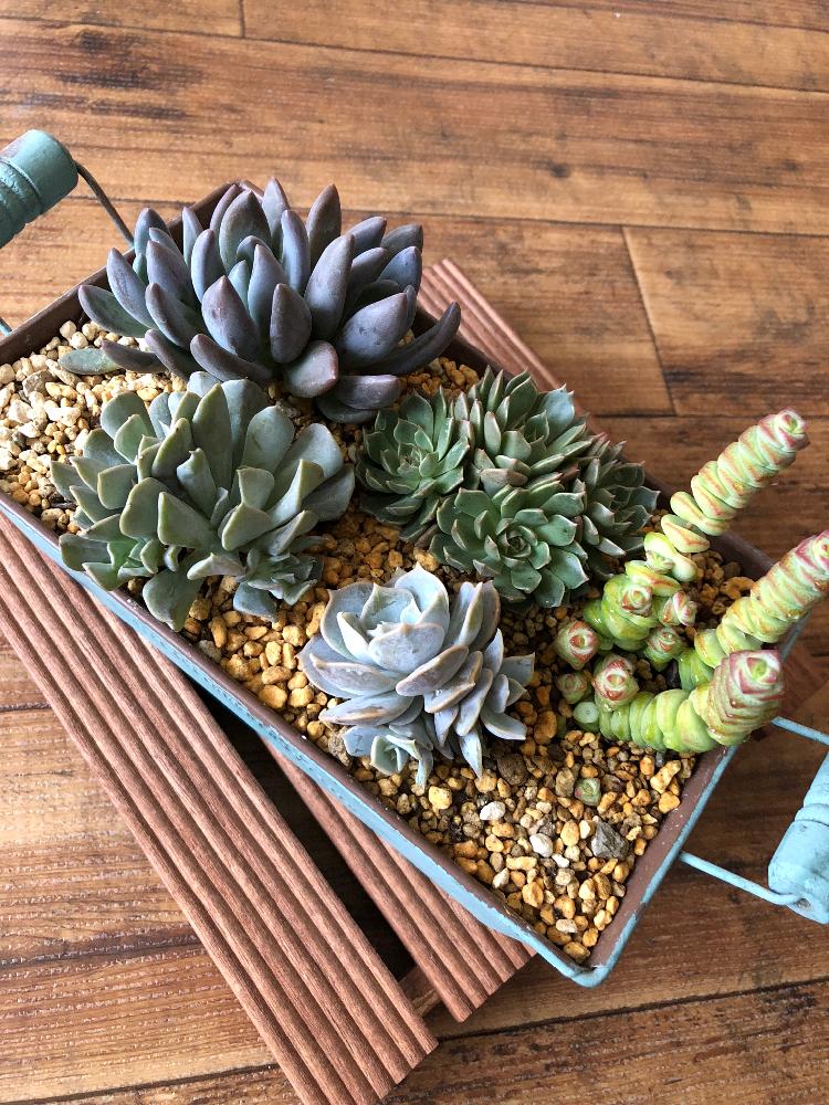 小さな庭の画像 by mmm.さん | 小さな庭とエケベリア属と多肉植物とクラッスラ属とよせ植え