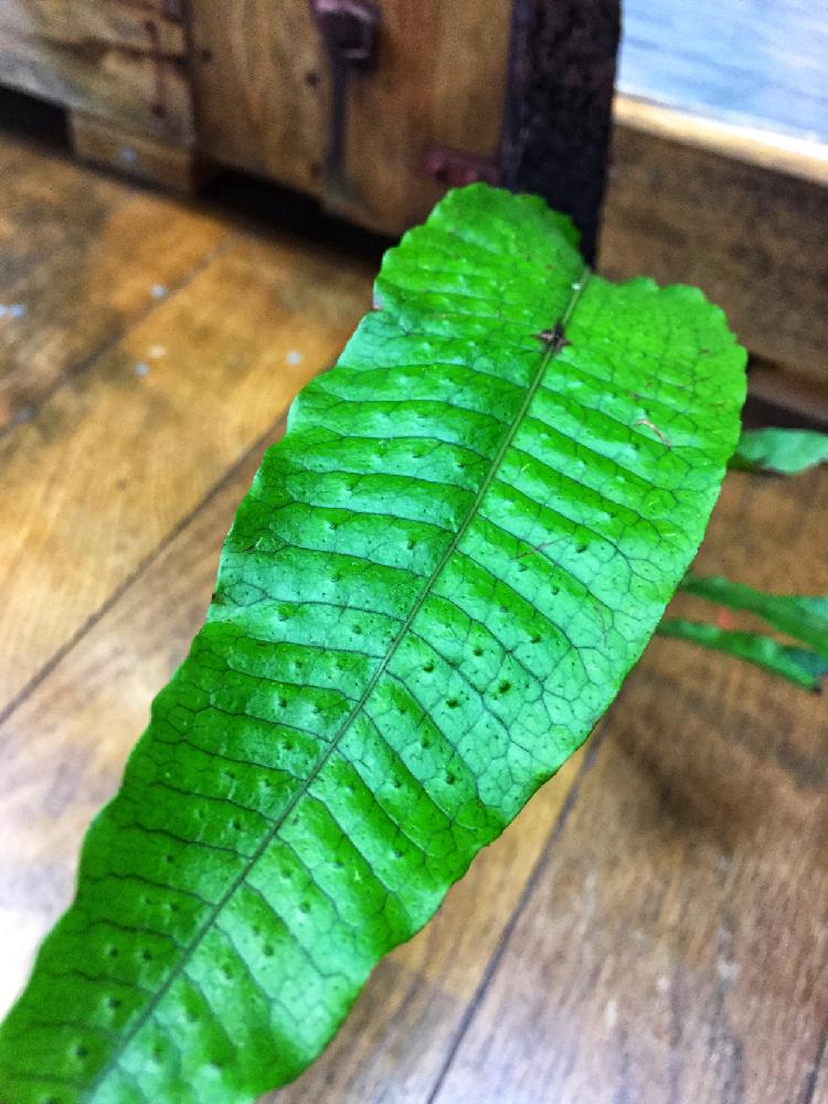 部屋の画像 by Esさん | 部屋と着生植物とソーラスフェチと部屋の中とウラボシ科と普及シダを愛でる会と植中毒と普及シダじゃない?wとソーラスと着生シダとシダ植物と葉脈フェチとキモカワ系