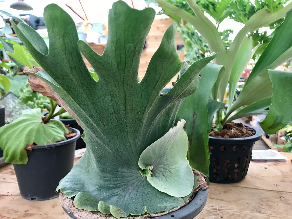 インテリアの画像 by Flower Villageさん | インテリアと着生植物と コウモリラン とダウボーイと観葉植物とボタニカルライフとビカクシダ・リドレイとビカクシダキッチャクードと園芸店とGS映えとワンダエと鷺沼と植中毒と着生シダと観葉植物のある暮らしと珍奇植物とビカクシダ リドコロとビカクシダ属とお花屋さんとビザールプランツとインテリアグリーン