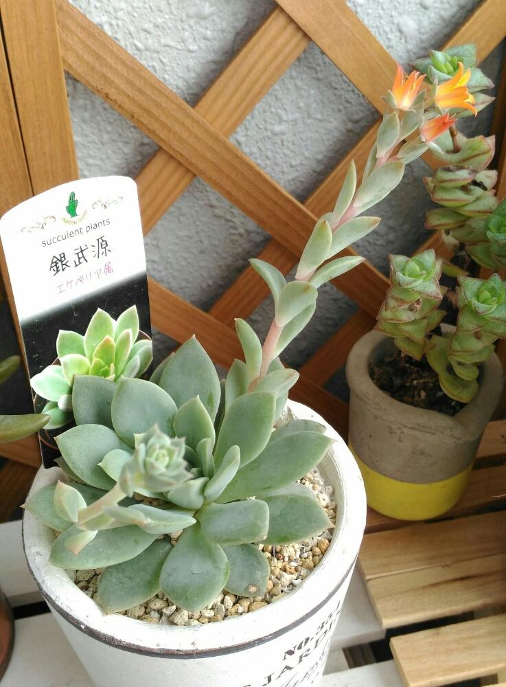 窓辺の画像 by lovelovegreenallstarsさん | 窓辺と銀武源と初心者なので適当です(笑)と北海道と多肉植物と♪今日もいい天気~