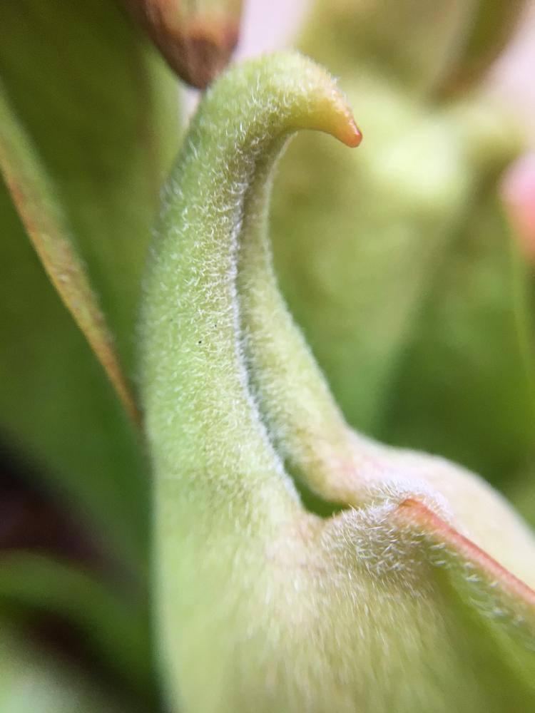 バルコニー/ベランダの画像 by コウさん | バルコニー/ベランダとサラセニア属と植物男子と食虫植物とサラセニア原種と駄温鉢と植中毒と不思議とサラセニアと花のある暮らしと食虫植物 サラセニアと『食虫植物2018』コンテストとサラセニア科と食虫植物広め隊