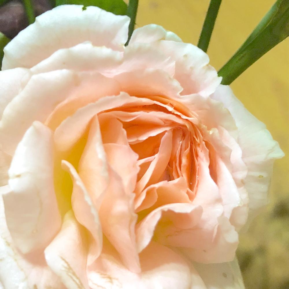 部屋の画像 by wakoさん | 部屋と薔薇とバラとメルヘン ツァウヴァーとばら バラ 薔薇と薔薇愛同盟と薔薇に魅せられてとバラが咲いたよとバラ 鉢植えとバラが好きと花のある暮らしと薔薇♪とバラ・ミニバラとやっぱり花が好き♡