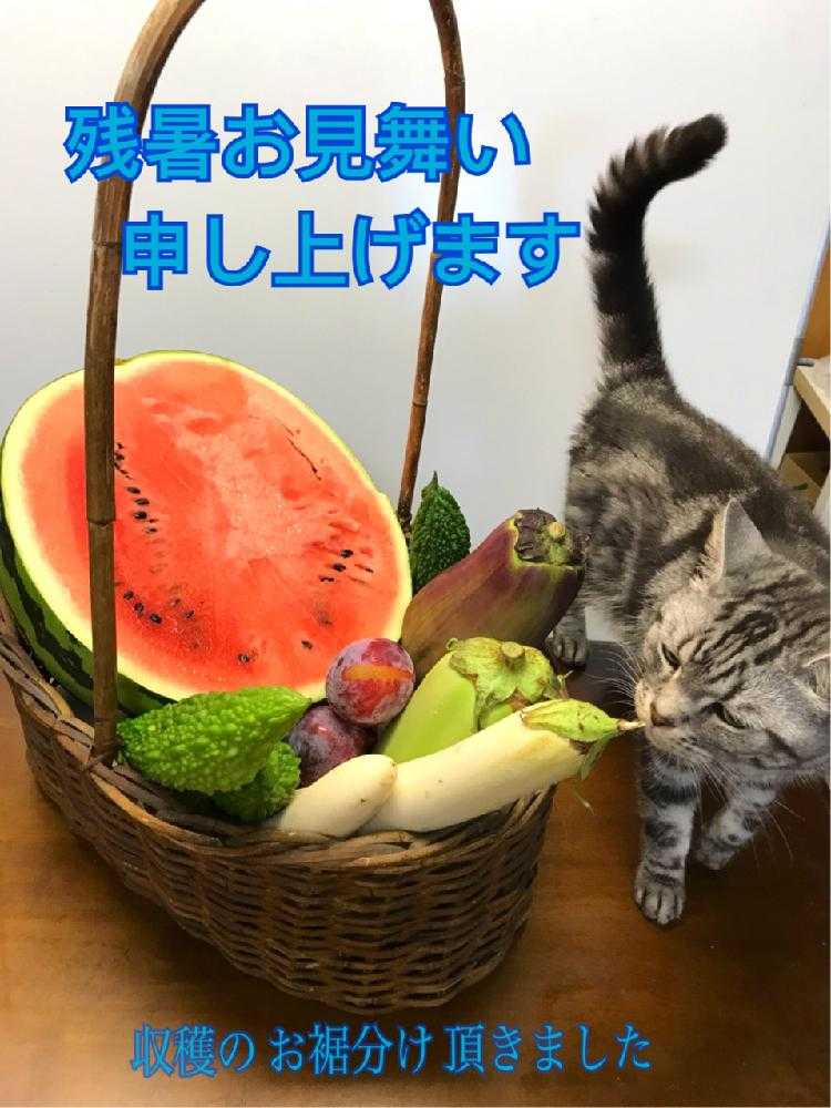 キッチンの画像 by チャーさん | キッチンとスイカと花友さんから頂きましたと季節感と飾ると季節を楽しむと緑に暮らすと緑と 暮らすと季節の便りとネコのいる暮らしとチャーさんのリポートとネコ好きとチャーさんの 里山歩きと猫のいる景色と猫のいる風景とナチュラルベランダガーデニングと季節を感じる♪とチャーさんのベランダ便り