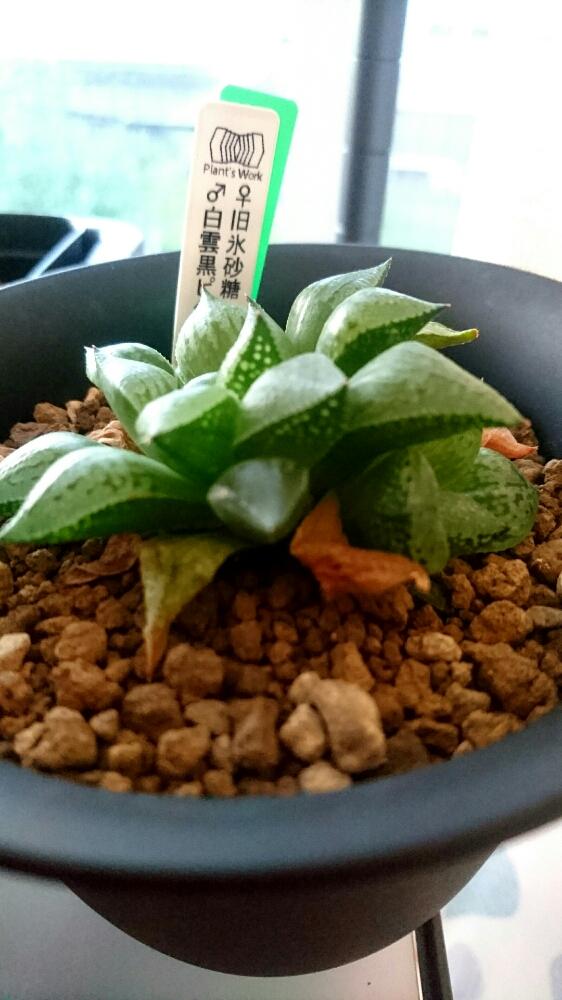 バルコニー/ベランダの画像 by えおえおさん | バルコニー/ベランダと多肉植物とハオルチア(ピクタ)と軟葉系ハオルチアとハオルチア属とGS日和とハオルチア 氷砂糖とタニラーと子株とバルコニスト
