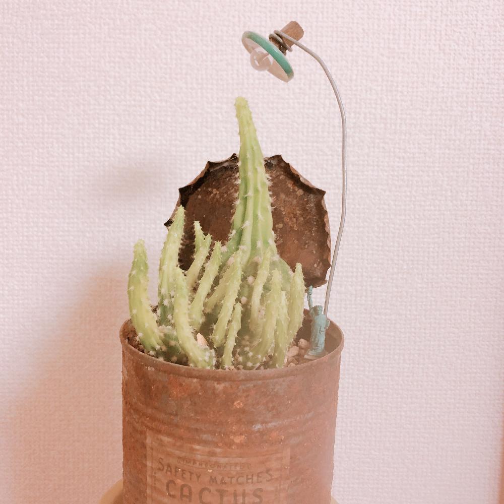 部屋の画像 by すぅさん | 部屋と成長期と植物だいすきとサボテン科と生命の不思議
