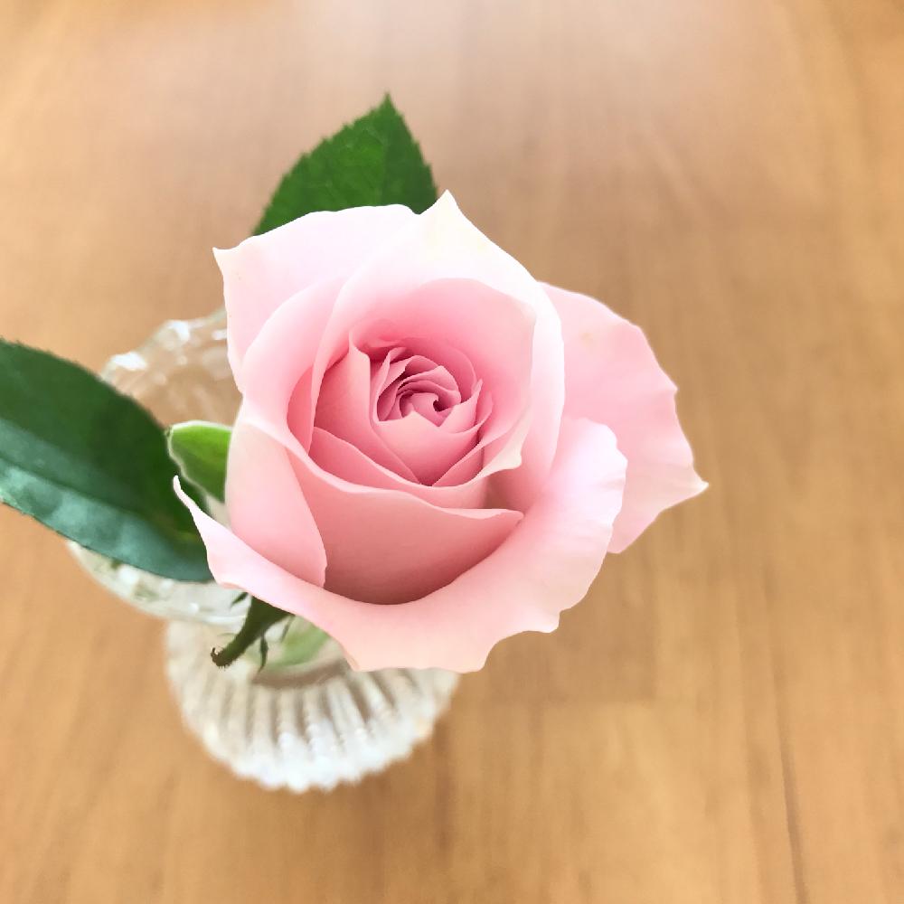 デスクの画像 by kukkaさん | デスクとバラとご安全にとばら バラ 薔薇とピンクの花と切り花を楽しむとリラックスと青山フラワーマーケットとAoyama Flower Marketと花のある暮らし